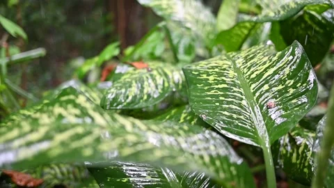 Tropical rain in tropical rainforest Stock Footage 257406361