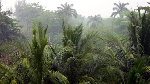 Tropical Rain2 Stock Footage 92885589