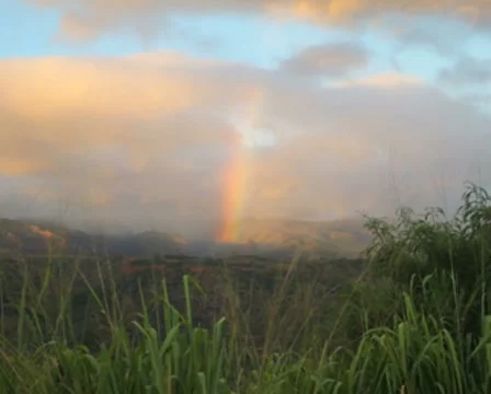 Tropical Rainbow 01 PAL Stock-Footage 8516810