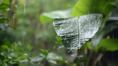 Tropical Rainfall Stock Footage 75066916
