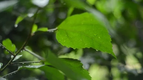 Tropical Rainfall Stock Footage 75066999