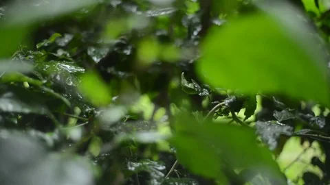 Tropical Rainfall Stock Footage 75130586