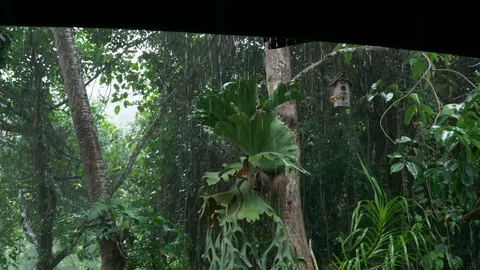 Tropical rainfall in jungle Video stock 92538300