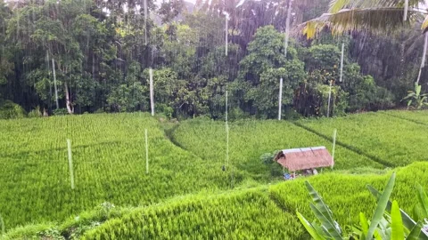 Tropical rainfall over a rice field in Indonesia on the island of Bali. Rice 스톡 동영상 201733511