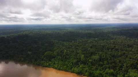 Tropical rainforest of the Amazon meets the river Stock Footage 247807140