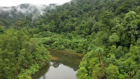 Tropical Rainforest and river Video stock 132029947