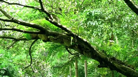 Tropical Rainforest with Audio Stock Footage 11018973