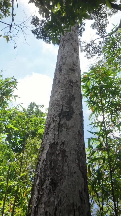 Tropical rainforest with big tree. Green tropical forest in national park. Stock Footage 310937142