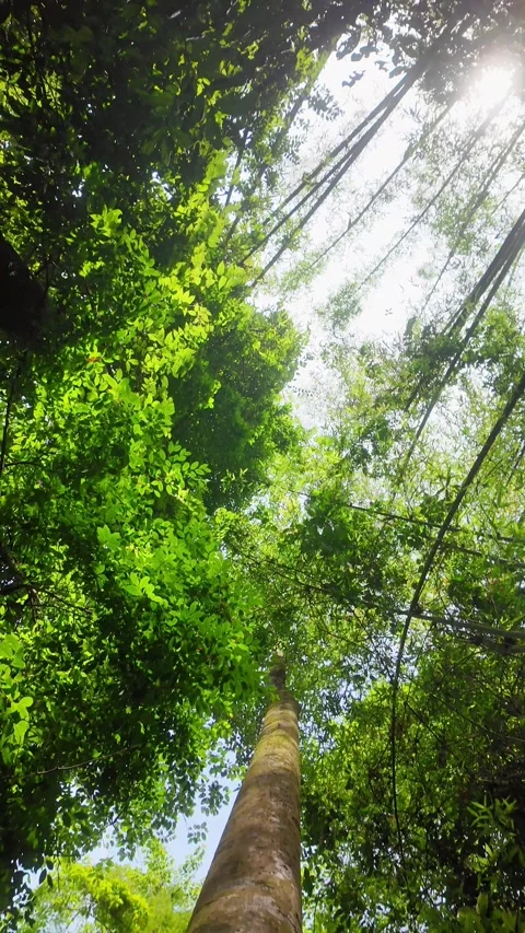 Tropical rainforest with big tree. Green tropical forest in national park. Stock Footage 310937150