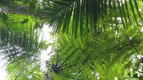 Tropical rainforest, bottom-up view Stock Footage 274366152