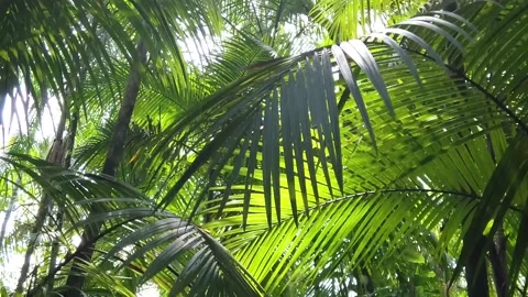 Tropical rainforest, bottom-up view Stock Footage 274366228