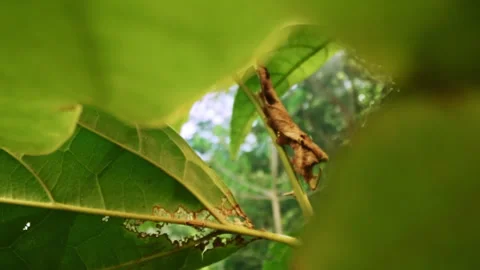 Tropical rainforest camouflage leaf mimic caterpillar slider reveal shot Stock Footage 251694538