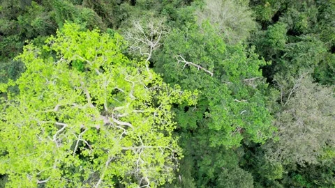 Tropical Rainforest Canopy fly over, bird's eye view Video stock 229024028
