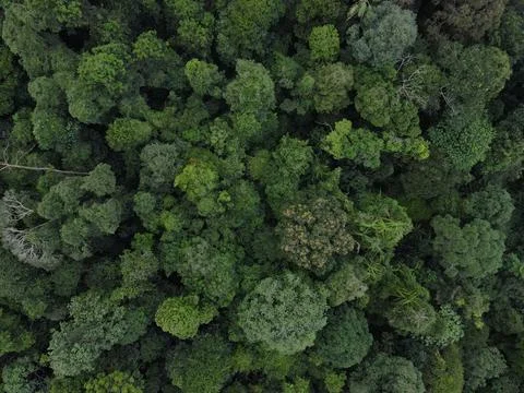 Tropical Rainforest Canopy 写真素材