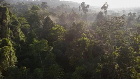 Tropical Rainforest Canopy 写真素材