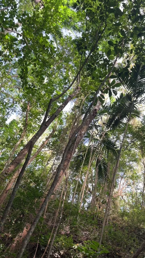 Tropical rainforest canopy upward pan, Barbados gully hike Stockbeeldmateriaal 339630833