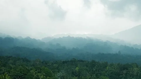 Tropical rainforest covered by clouds and mist Stock Footage 305355717