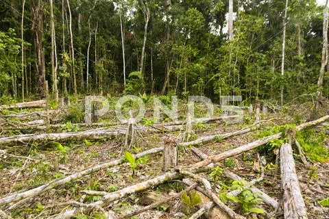 Tropical rainforest cut for agriculture in the ecuadorian amazon Stock Photos