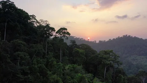 Tropical Rainforest at dusk Stock Footage 125988340