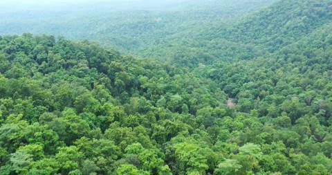 Tropical Rainforest of Eastern Ghats Close Flypast Near Tree Canopy Stock Footage 152311127
