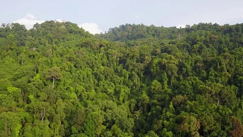 Tropical Rainforest. Vídeo Stock 74806135