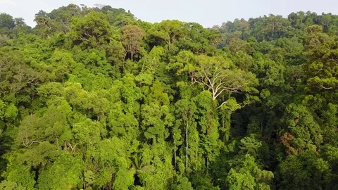 Tropical Rainforest. Vídeos de archivo 74807037
