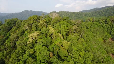 Tropical Rainforest. Stock Footage 74808006