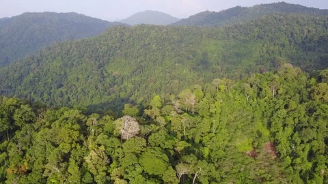 Tropical Rainforest. Vídeo Stock 74809162