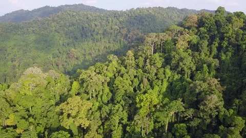 Tropical Rainforest. 스톡 동영상 74815556