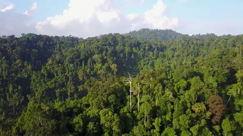 Tropical Rainforest. Stock Footage 75313941