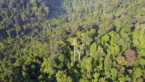 Tropical Rainforest. Vídeos de archivo 75319155
