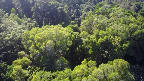 Tropical Rainforest. Stock Footage 80858328