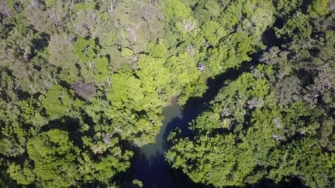 Tropical Rainforest. Stock-Footage 80859497