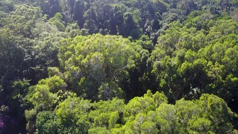Tropical Rainforest. Видео 80859742