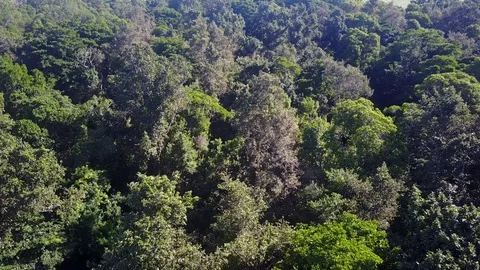 Tropical Rainforest. 스톡 동영상 80859943
