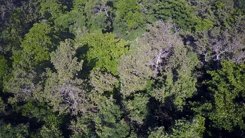 Tropical Rainforest. Stock Footage 80860008