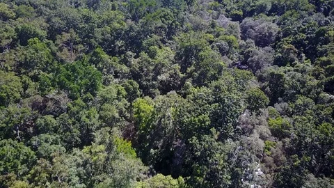 Tropical Rainforest. Видео 81157925