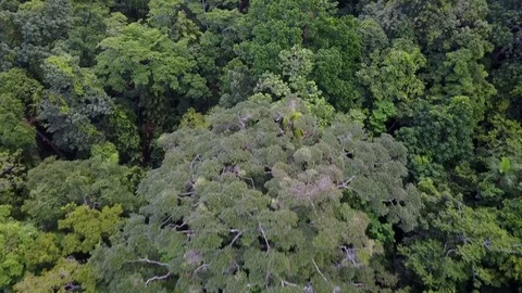 Tropical Rainforest. Stockbeeldmateriaal 81203996