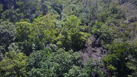 Tropical Rainforest. Видео 81204023