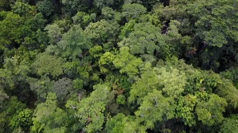 Tropical Rainforest. Vidéo 81204339
