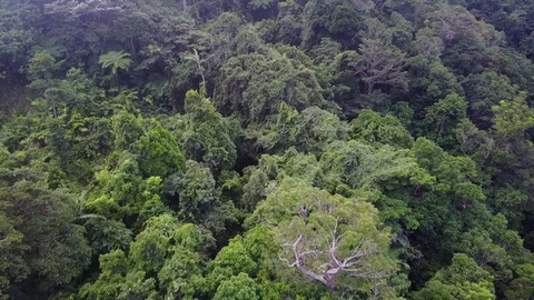 Tropical Rainforest. Stockbeeldmateriaal 81204523