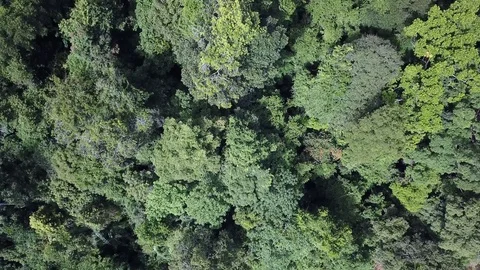 Tropical Rainforest. 스톡 동영상 81264483