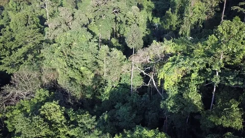 Tropical Rainforest. Видео 81286768