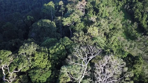 Tropical Rainforest. Vidéo 81286889