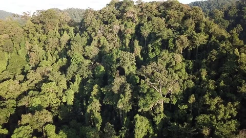 Tropical Rainforest. Video stock 81287027