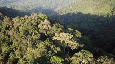 Tropical Rainforest. Video stock 81287082