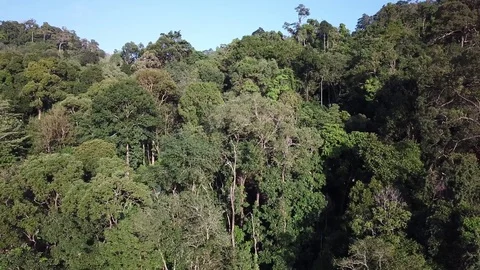 Tropical Rainforest. Stockbeeldmateriaal 81287228