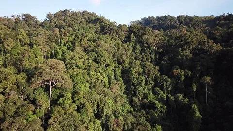 Tropical Rainforest. Видео 81287275