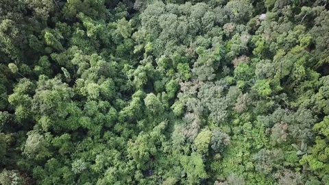 Tropical Rainforest. Vidéo 81445755