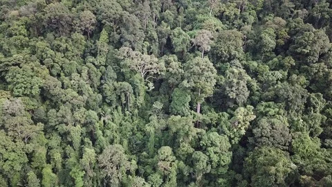 Tropical Rainforest. Vidéo 81445783
